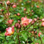 Rosa (Peach Carpet) Rose